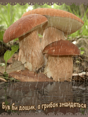 картинка анімація гриби ліс дощ
