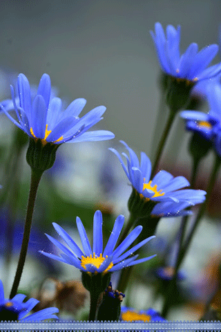 картинка анімація сині квіти