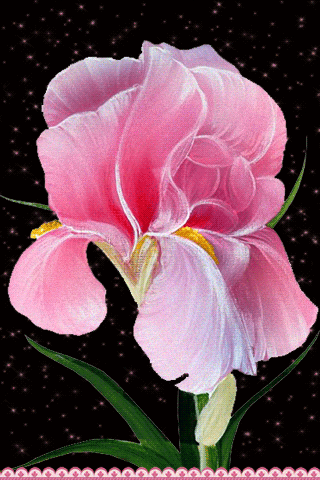 листівка анімація квіти іриси