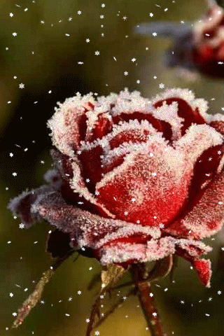 анімація троянда сніг
