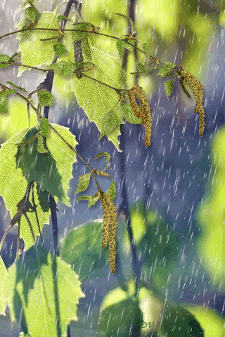 листівка анімація дощ весна