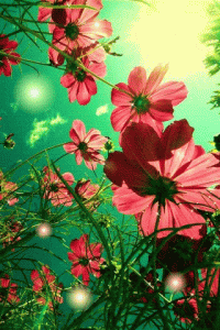 картинка анімація квіти космея