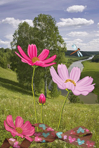 листівка анімація літо квіти космея