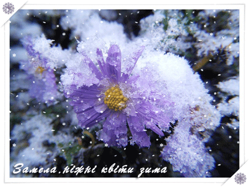 листівка анімація квіти зими сніг