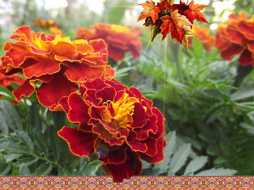 листівка анімація квіти чорнобривці осінь