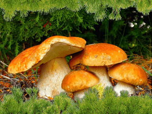 листівка анімація гриби у лісі 