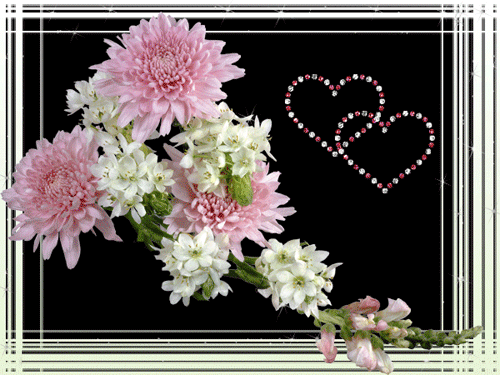 листівка анімація квіти рожева хризантема 