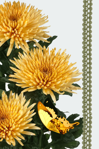 листівка анімація квіти хризантеми жовті