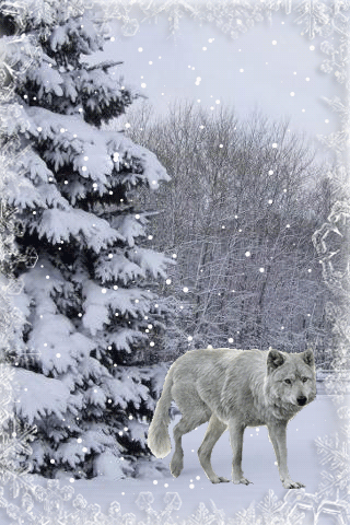 картинка анімація зима січень ліс вовк
