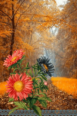 картинка анімація дощ восени квіти айстри ліс
