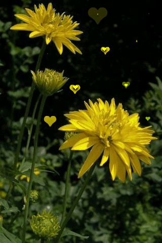 листівка анімація квіти рудбекія сад