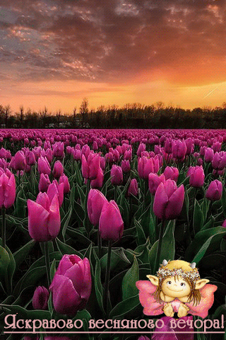 картинка анімація добрий весняний вечір тюльпани фея