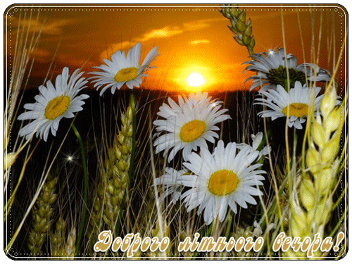 листівка анімація доброго літнього вечора ромашки поле