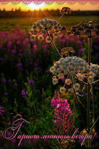 картинка анімація добрий літній вечір поле квіти