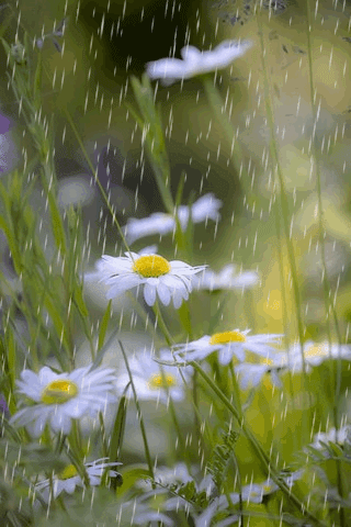 картинка анімація літо дощ ромашки