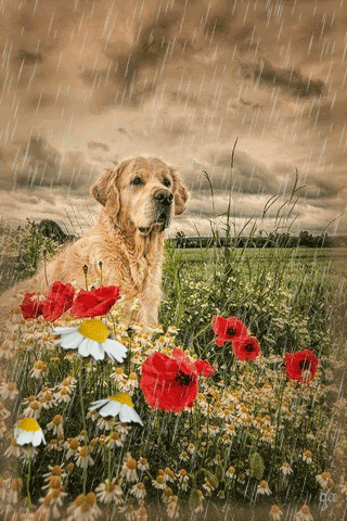 картинка анімація літо дощ песик поле квіти