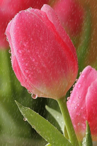 картинка анімація дощ весна тюльпани