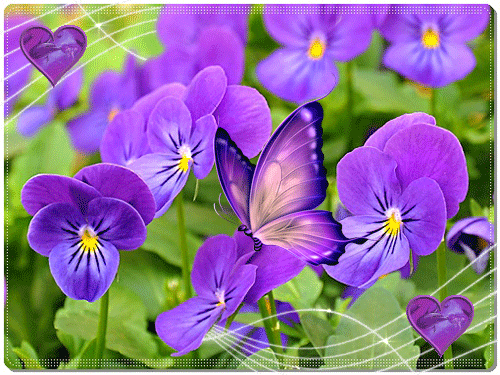 листівка анімація квіти фіалки метелик