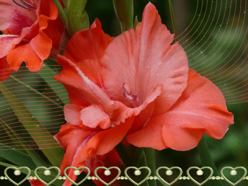 листівка анімація квіти гладіолуси