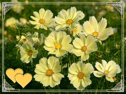 листівка анімація квіти космеї жовті