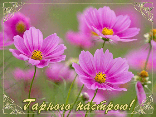 листівка анімація квіти космеї рожеві
