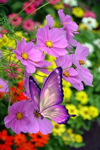 листівка анімація квіти космеї метелик