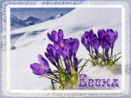 листівка анімація квіти крокуси сніг весна