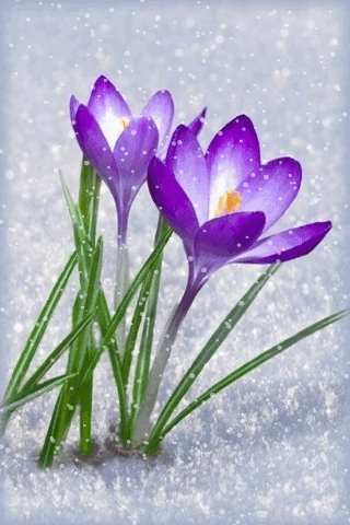 листівка анімація квіти крокуси сніг