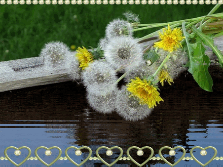 листівка анімація квіти кульбаби у води