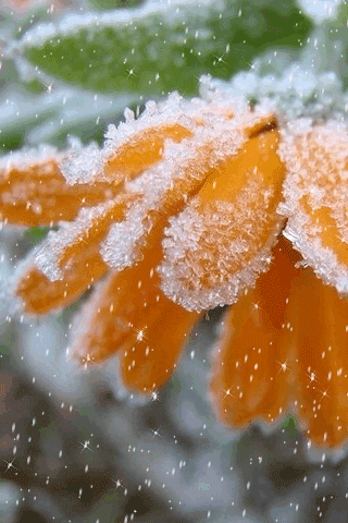 картинка анімація нагідки квіти сніг