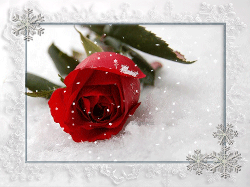листівка анімація троянди та сніг