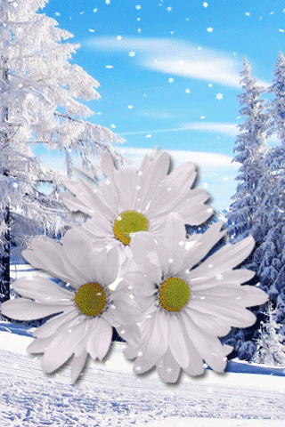 картинка анімація білі хризантеми сніг