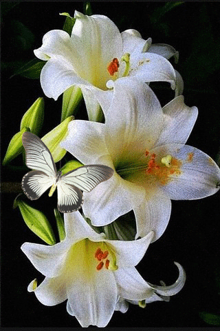 картинка анімація квіти білі лілеї