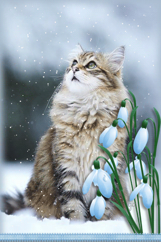картинка анімація березень кіт квіти