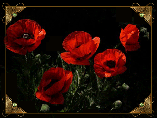 листівка анімація квіти маки червоні