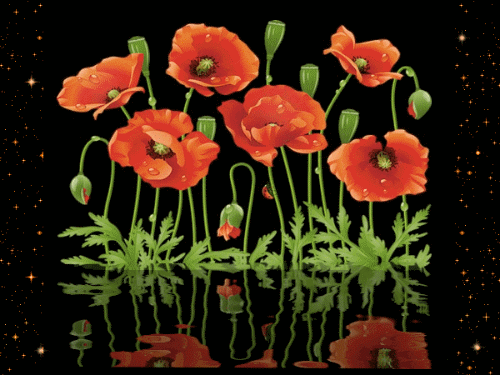 листівка анімація квіти червоні маки вода
