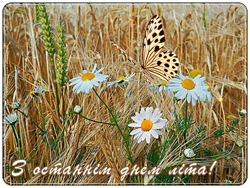 листівка анімація останній літній день ромашки метелик поле