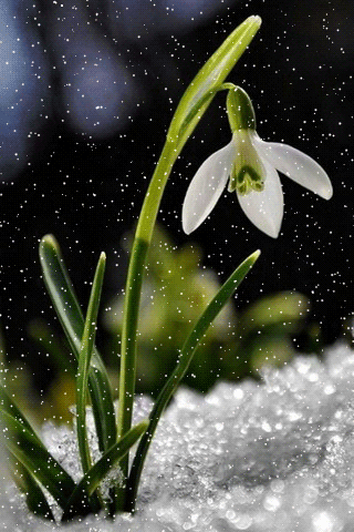 картинка анімація квіти підсніжник сніг