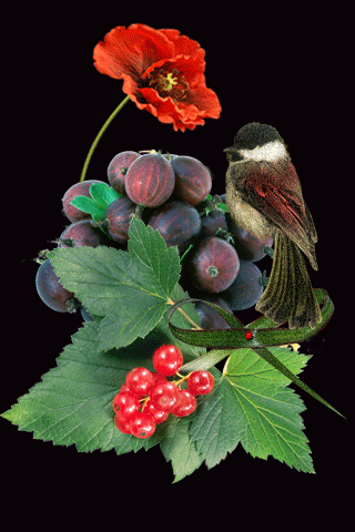 картинка анімація літні фрукти 