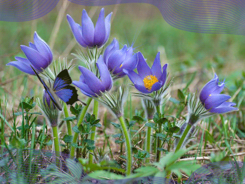 листівка анімація квіти сон трава метелик