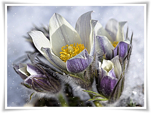 листівка анімація квіти сон трава сніг