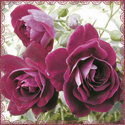 листівка анімація квіти троянди темнорожеві