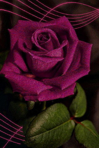 картинка анімація квіти троянда бордо