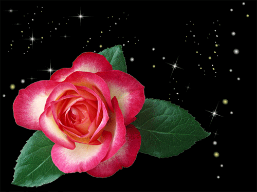 листівка анімація квіти троянда білочервона