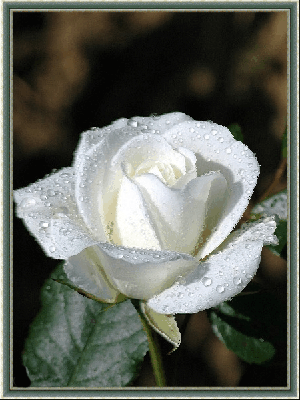 картинка анімація квіти троянда біла