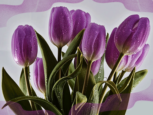 листівка анімація квіти тюльпани лилові роса
