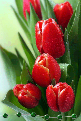 листівка анімація квіти тюльпани червоні