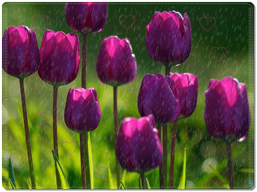 листівка анімація квіти тюльпани дощ