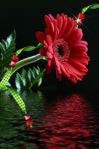 картинка анімація квіти гербера