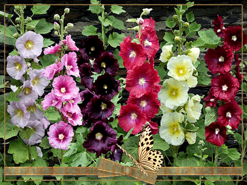 листівка анімація квіти мальви сад різнокольорові